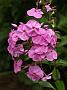 Phlox Magnificense_1